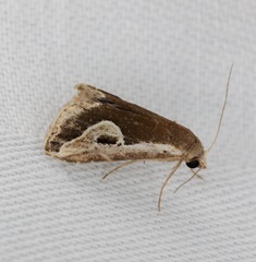 Rivula curvifera