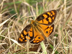 Heteronympha penelope