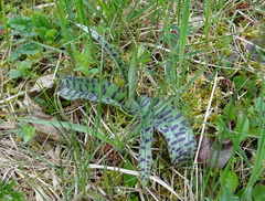 Dactylorhiza fuchsii