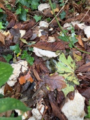 Fungi