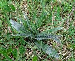 Dactylorhiza fuchsii