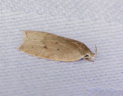 Scythropiodes