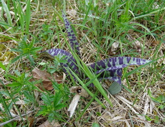 Dactylorhiza fuchsii