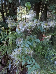 Clematis lasiandra