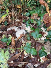 Fungi