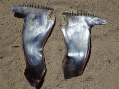 Isognomon isognomum