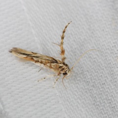 Stathmopoda stimulata