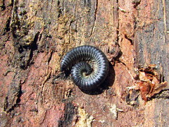 Rossiulus kessleri