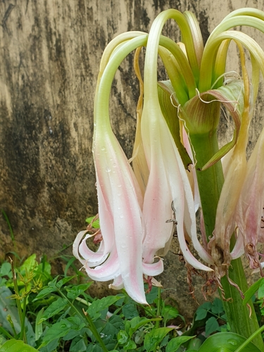 Crinum zeylanicum, photograph 3
