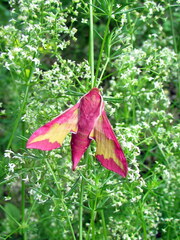 Deilephila porcellus