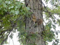 Sciurus niger