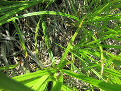 Bufotes viridis sitibundus