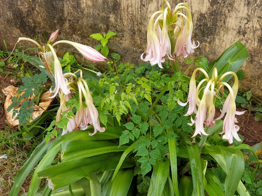 Crinum zeylanicum; photograph (c) Aravinth, some rights reserved (CC BY)