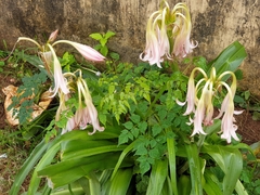 Crinum zeylanicum