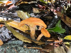 Cantharellus concinnus