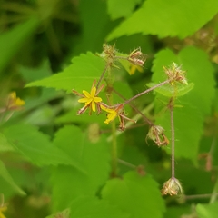 Triumfetta rhomboidea