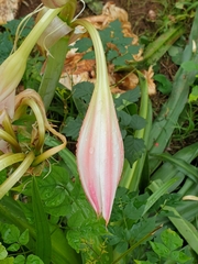 Crinum zeylanicum