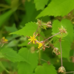 Triumfetta rhomboidea