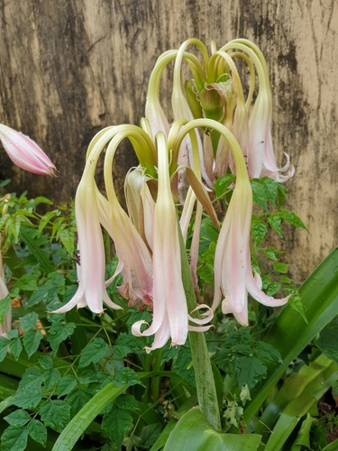 Crinum zeylanicum, photograph 2