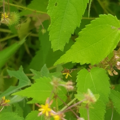 Triumfetta rhomboidea