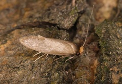 Edosa varians