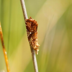 Epitymbia isoscelana