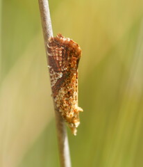 Epitymbia isoscelana
