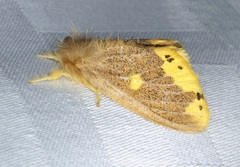 Euproctis quadrangularis