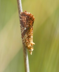 Epitymbia isoscelana
