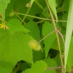 Triumfetta rhomboidea