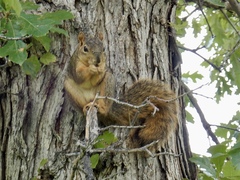 Sciurus niger