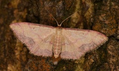 Idaea jakima