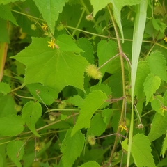 Triumfetta rhomboidea