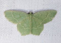 Idiochlora minuscula