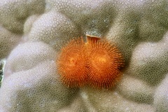 Spirobranchus corniculatus