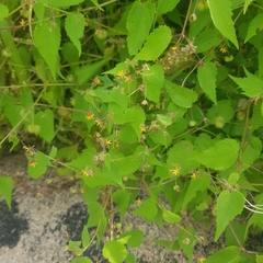 Triumfetta rhomboidea