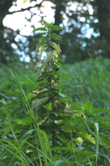 Urtica dioica