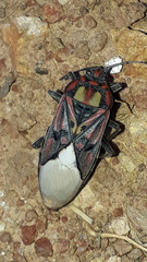 Spilostethus pandurus elegans