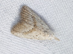 Meganola brunellus