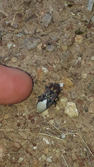 Spilostethus pandurus elegans