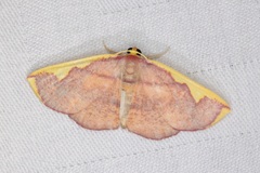 Nothomiza flavicosta