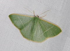 Pelagodes antiquadraria