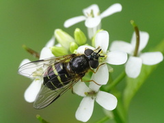 Dasysyrphus tricinctus