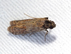 Phycita cirrhodelta