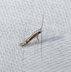 Psydrocercops wisteriae