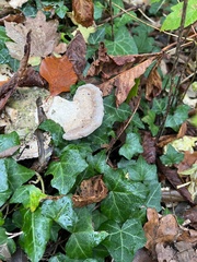 Fungi