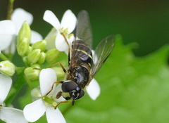 Dasysyrphus tricinctus