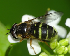 Dasysyrphus tricinctus