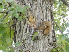 Sciurus niger