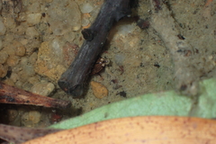 Platynectes dissimilis